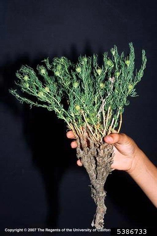 African rue