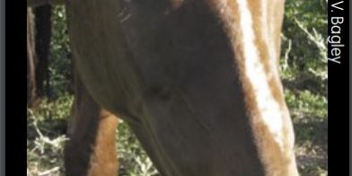 equine equine brochure