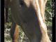 equine brochure