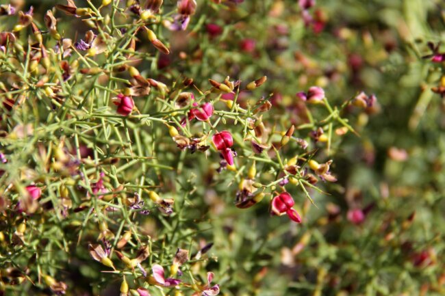 Camelthorn Flowers