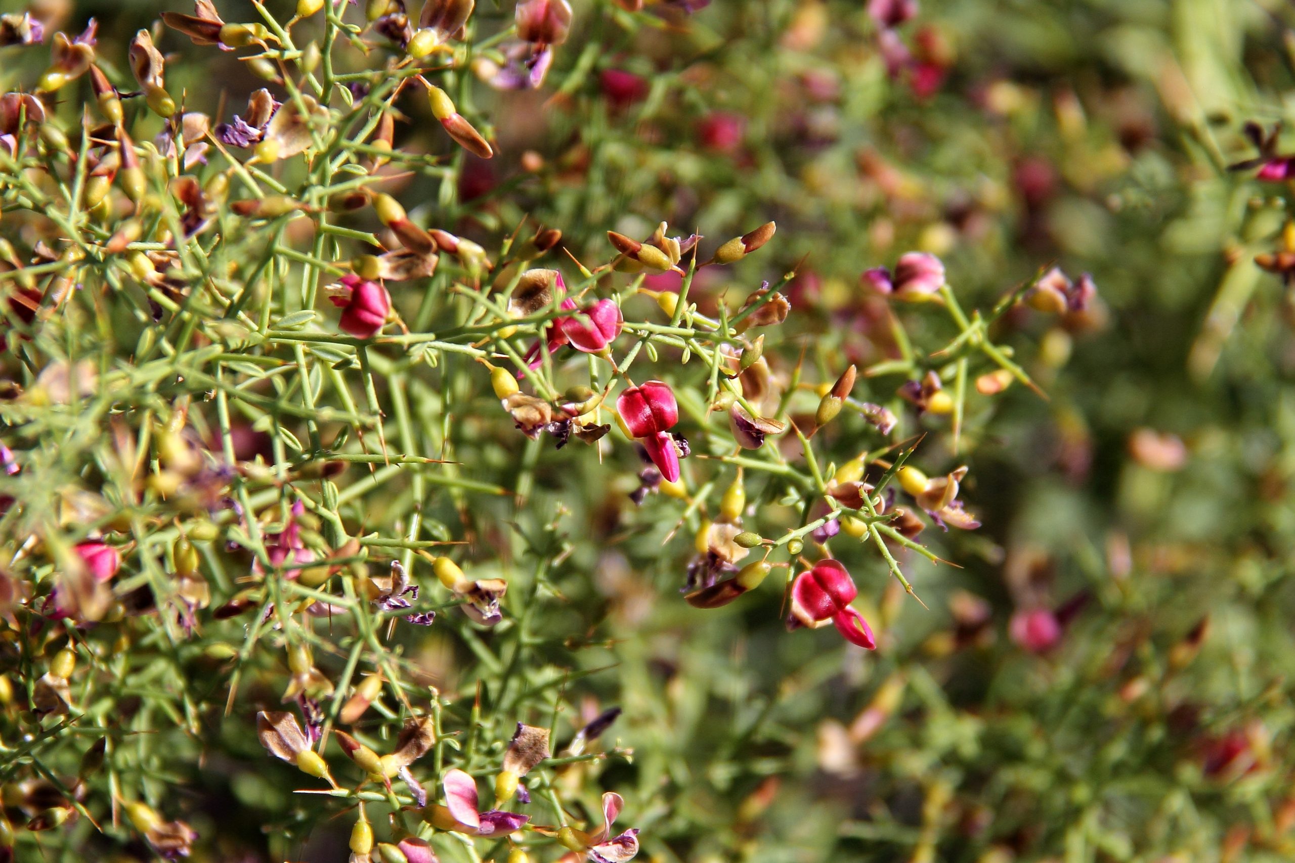 Camelthorn Flowers