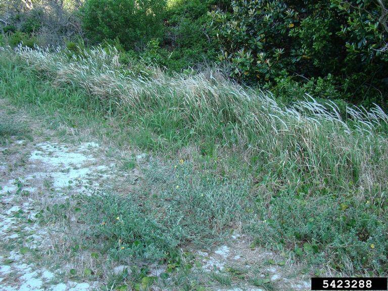Cogongrass