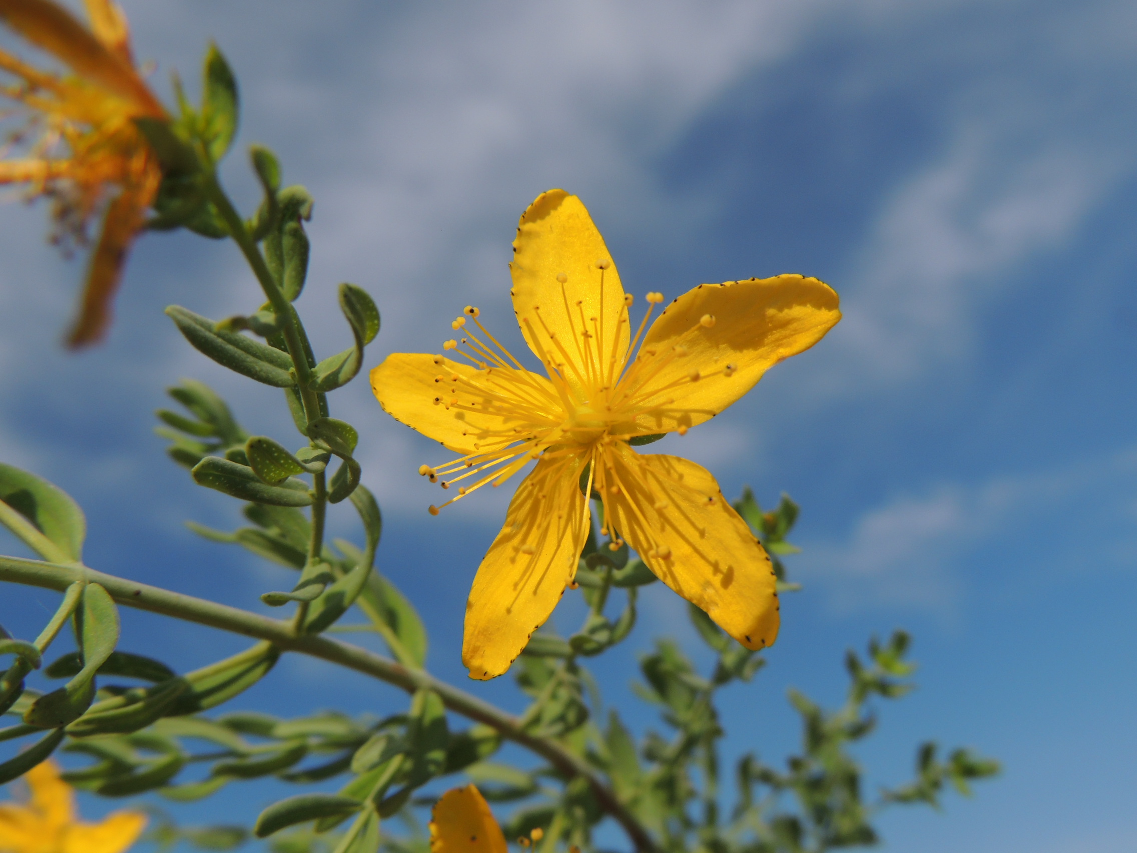Common St Johnswort