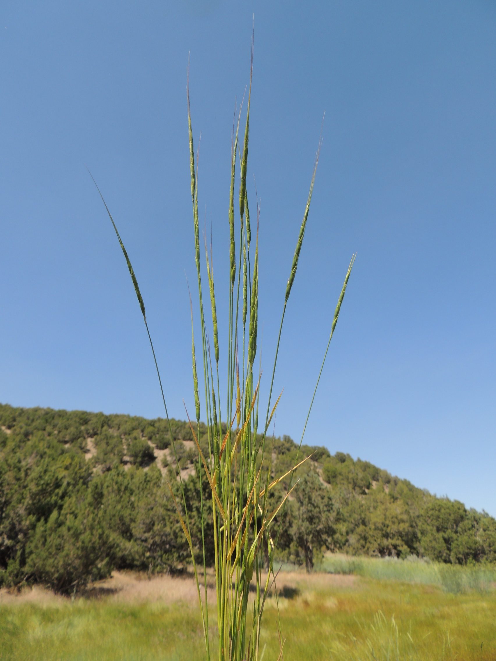 Jointed Goatgrass plant