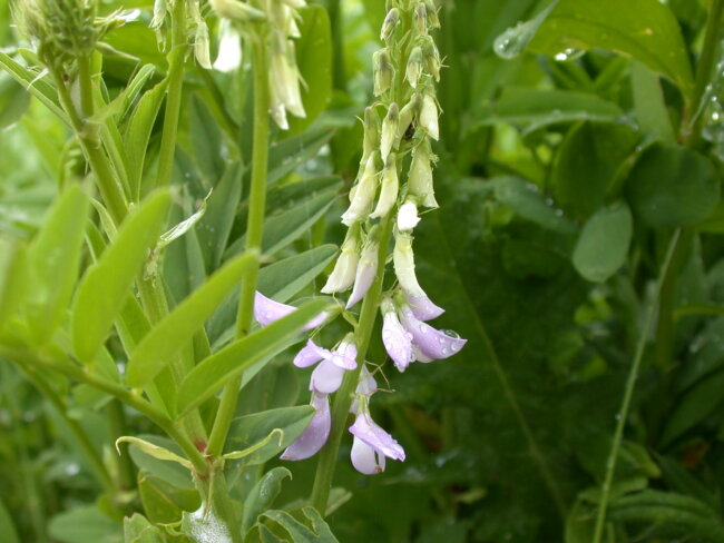Goatsrue plant leaves