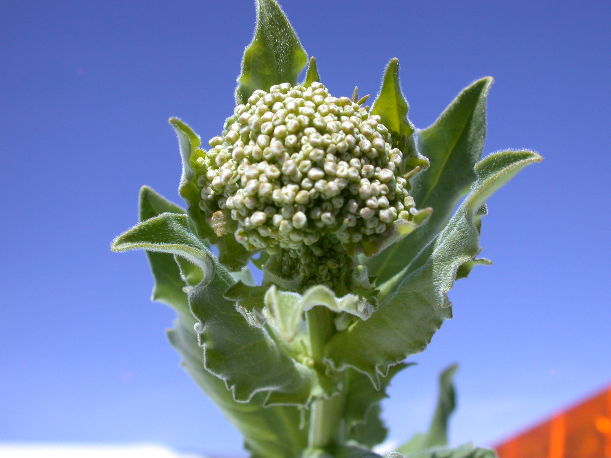 Hoary Cress plant