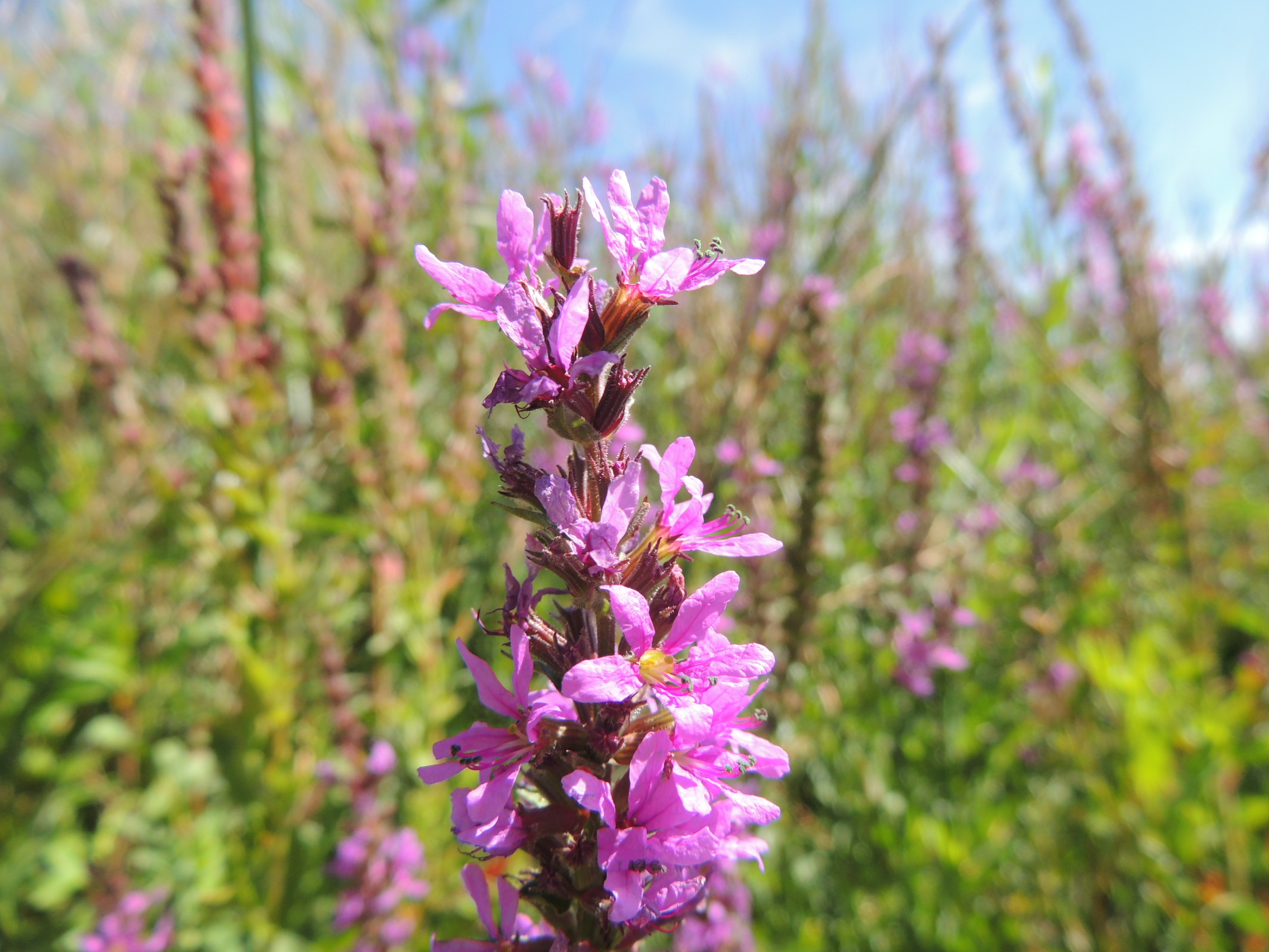 Purple Loosestrife