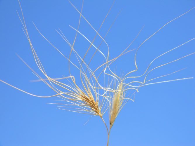 Medusahead plant
