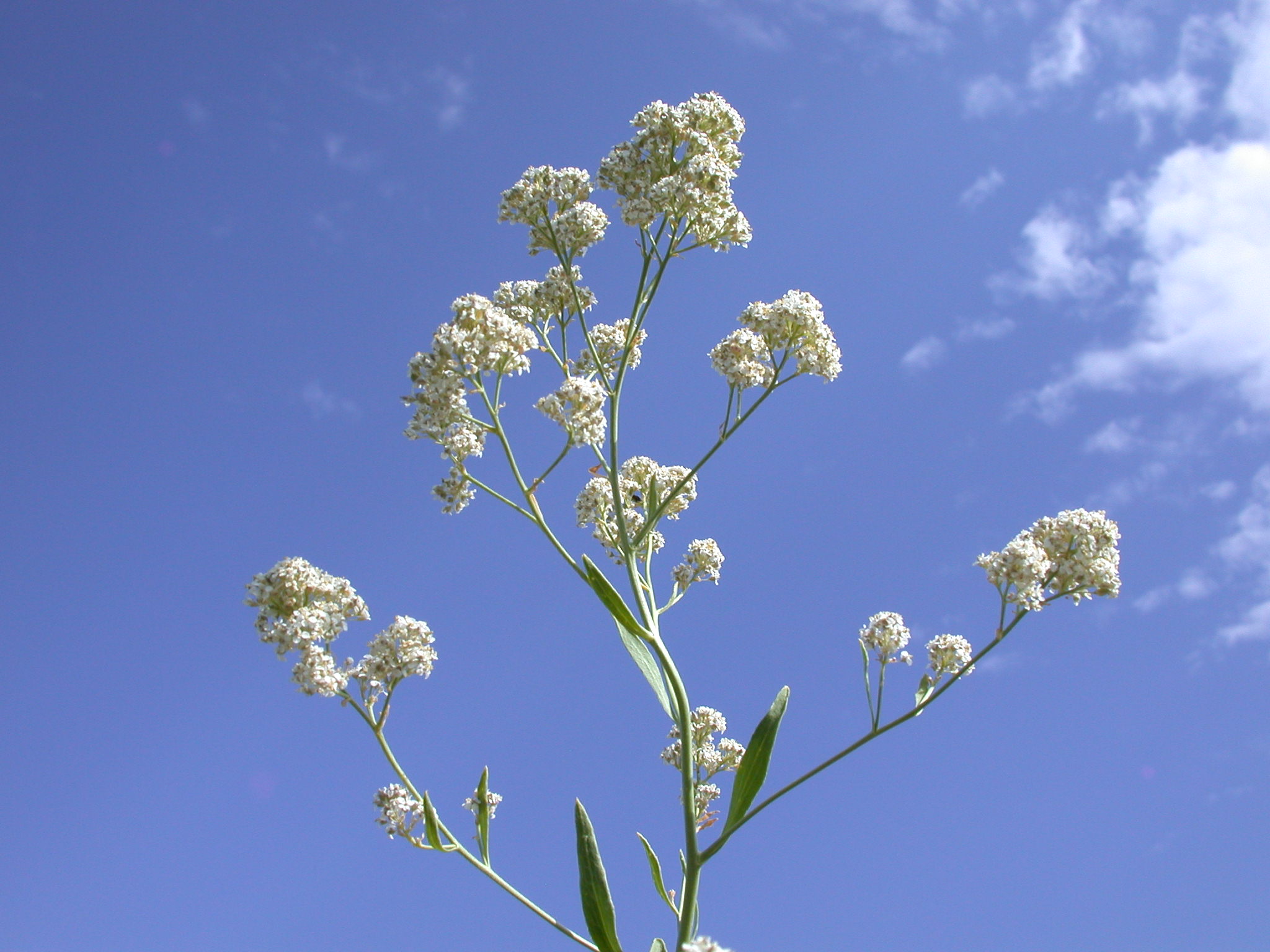 Perennial Pepperweed plant