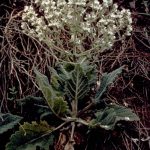 Mediterranean sage
