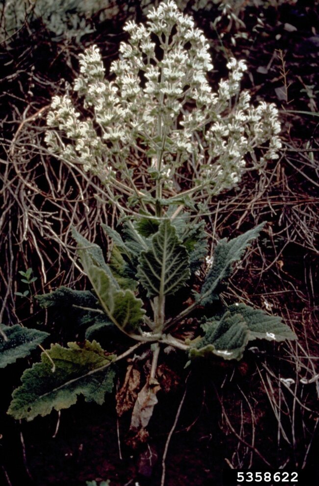 Mediterranean sage