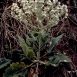 Mediterranean sage