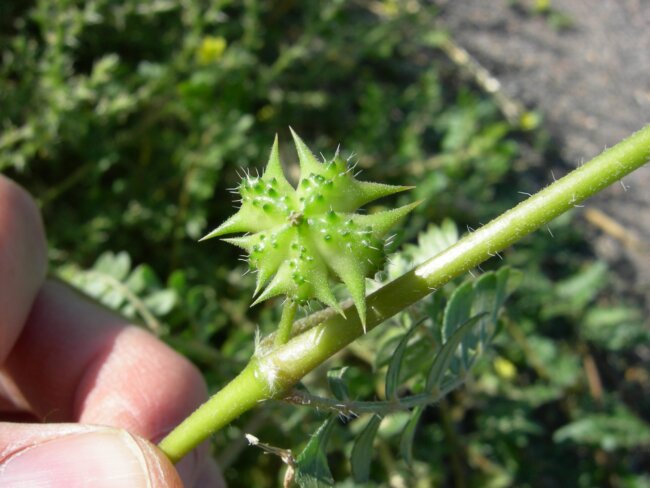 Puncturevine seed