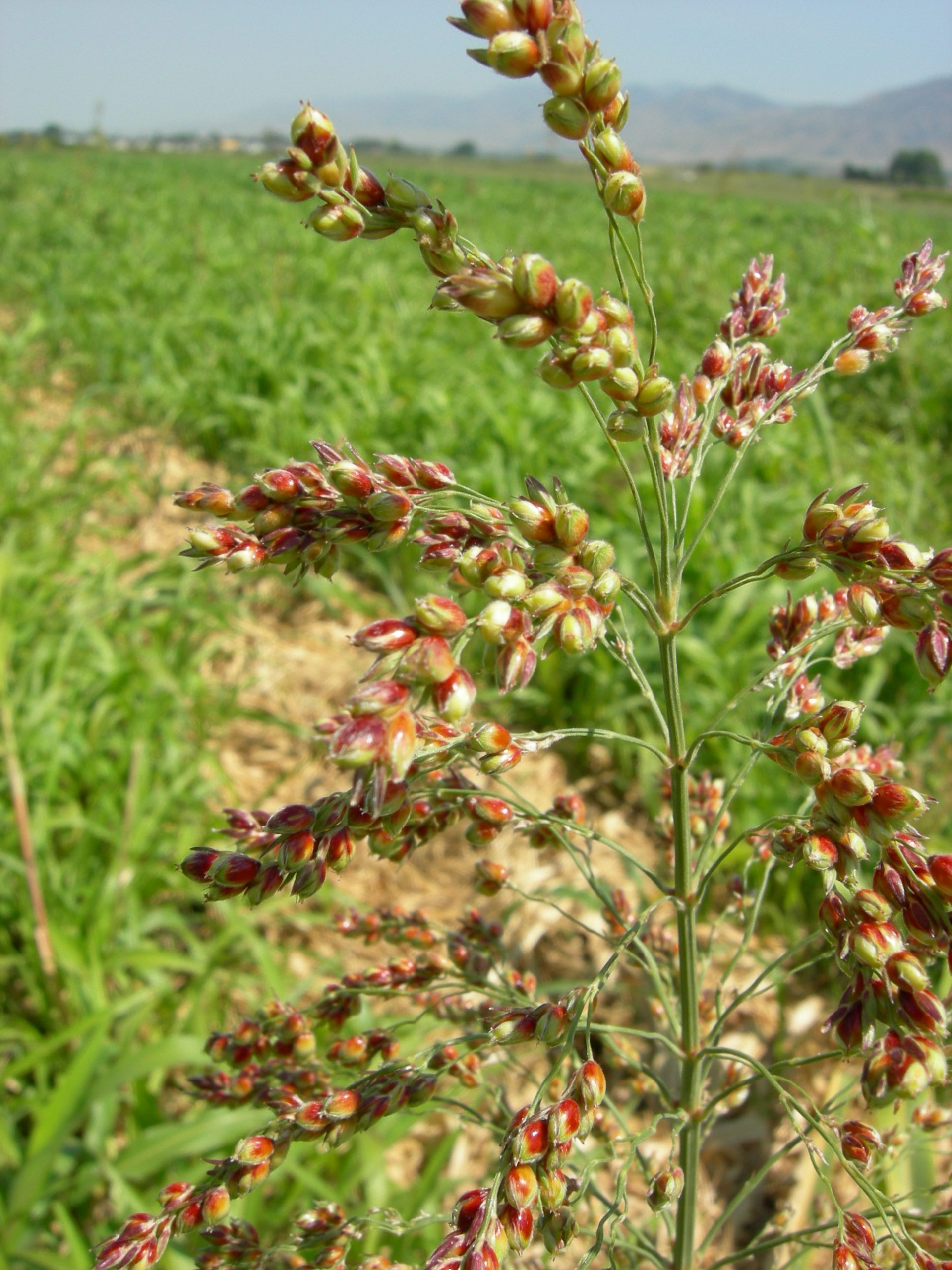 Perennial Sorghum Species