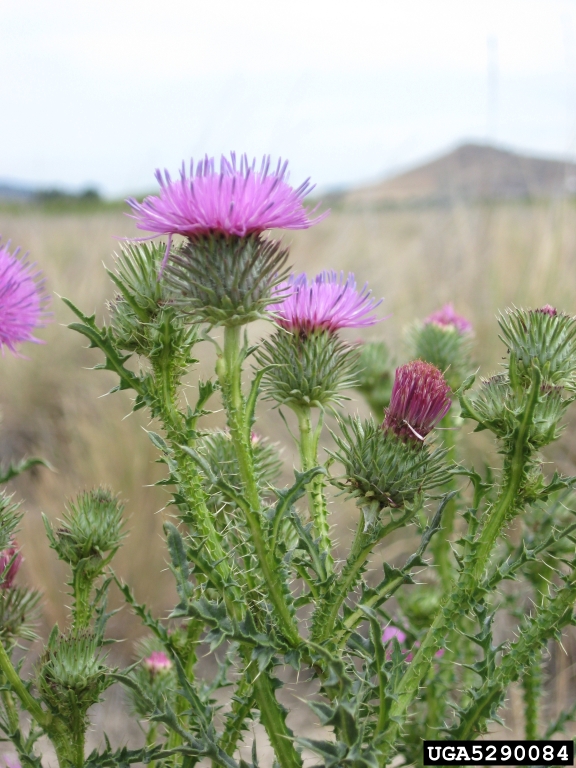 Plumeless thistle