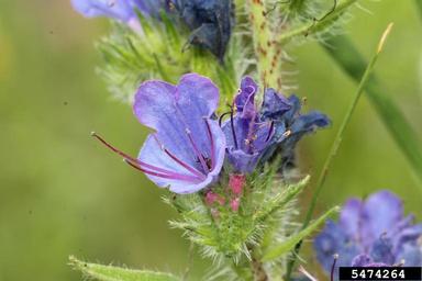 Small bugloss flowers