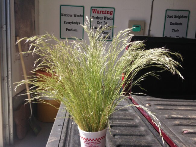 Ventenata grass
