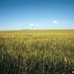 spring milletgrass