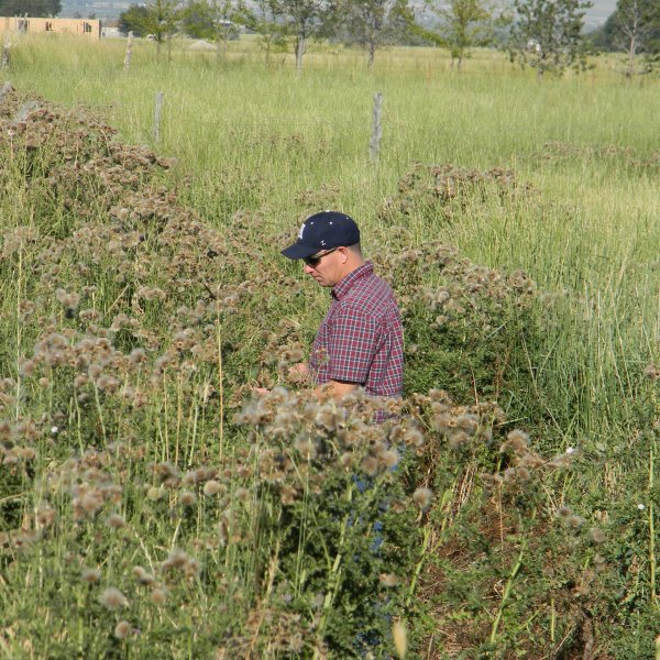 Canada Thistle infestation