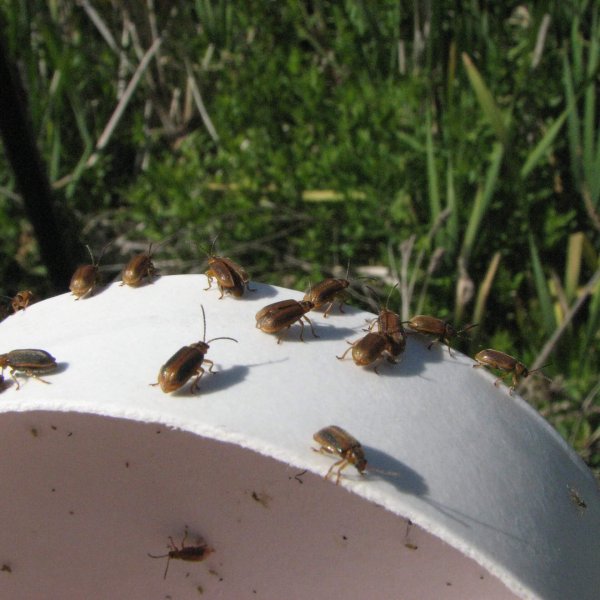 Galerucella spp.