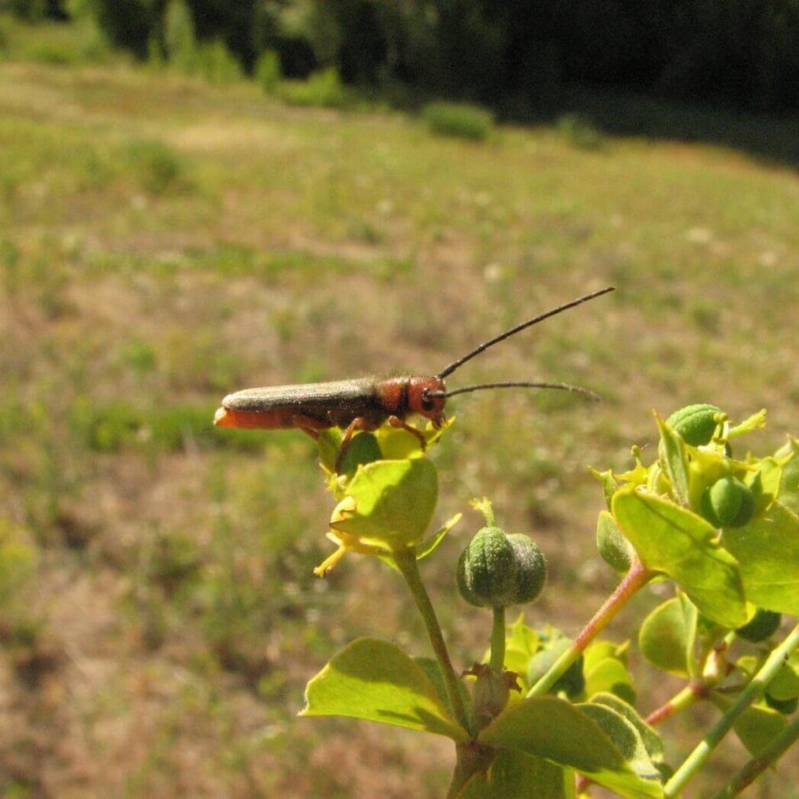 Oberea erythrocephala