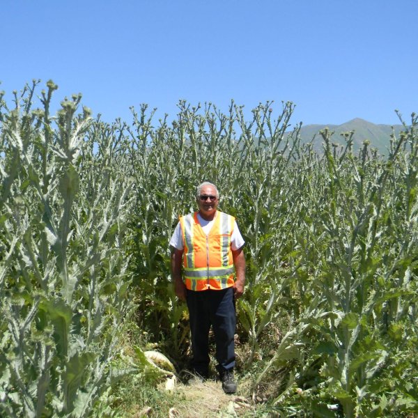 Scotch Thistle infestation